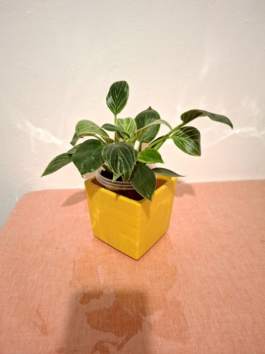 Растение филодендрон