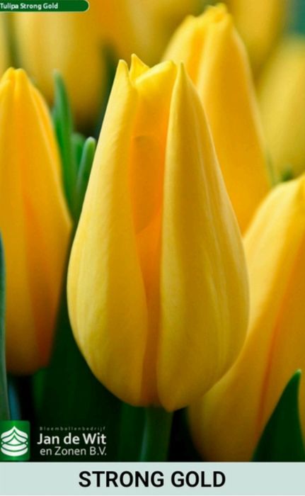 Шикарные тюльпаны к 8 марта