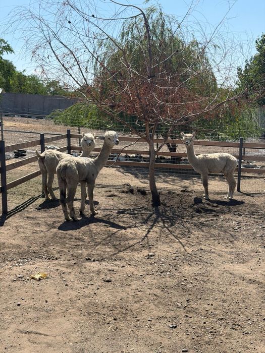 Familie Alpaca, o Femela si 2 masculi