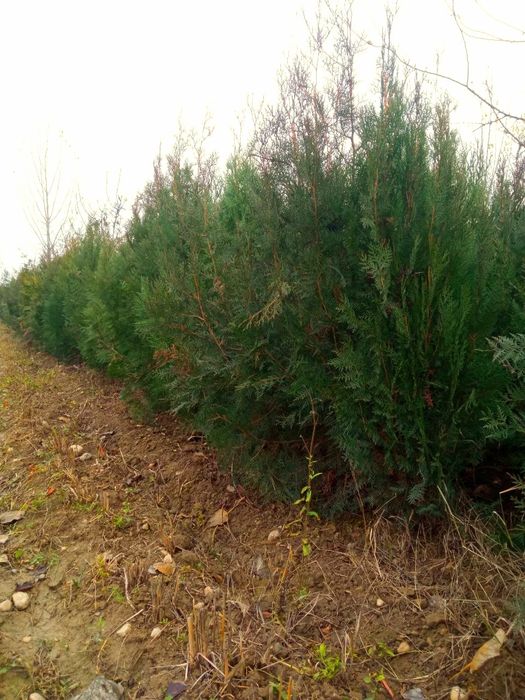 Арчалар зелёный забор мини забор учун