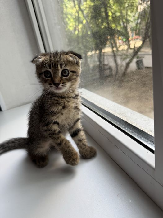 Отдам котенка девочку