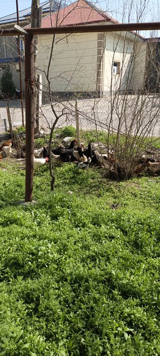 Домашний тухумла 2500 торг бор