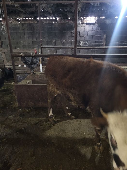 Продам корову и телку