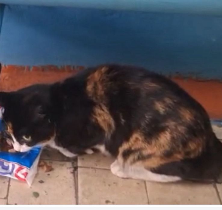 Отдам котенка кошечку даром