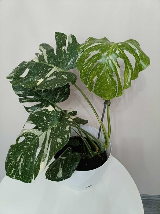 Filodendron premium în degrade