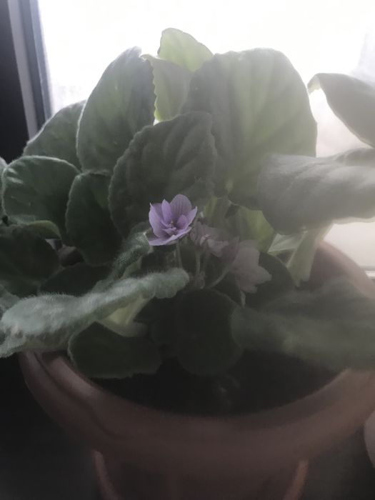 Цветы домашние