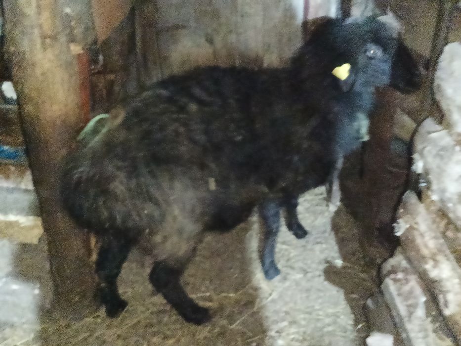 Бараны кой токты кошкар