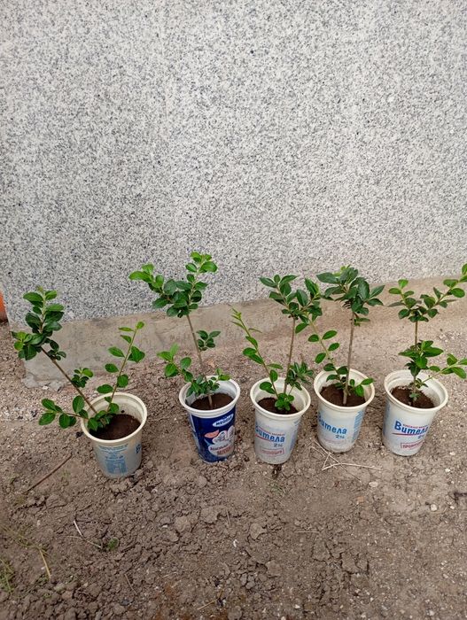 Лигуструм в кофичка