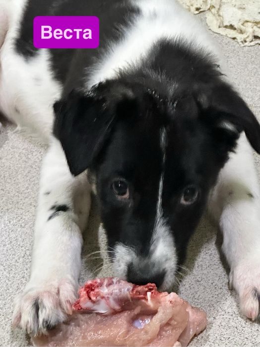 Щенок хорошим людям