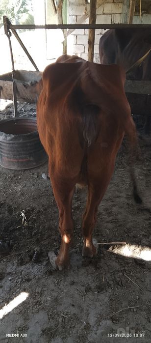 Boʻgʻiz inag 1 oyli