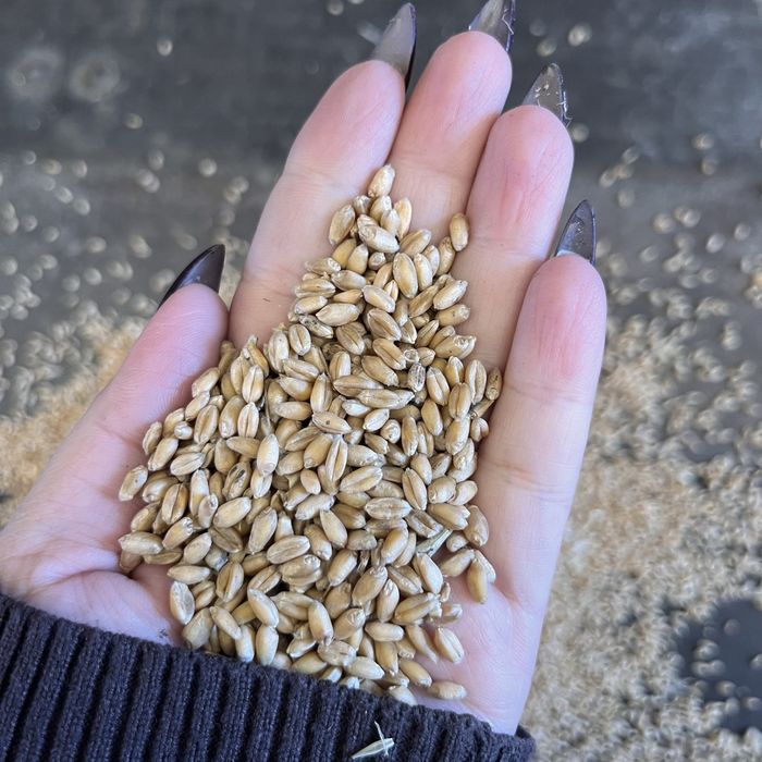 Пшеница ячмень овес