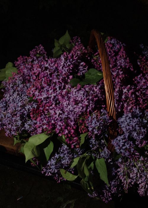 Сирень двух сортов