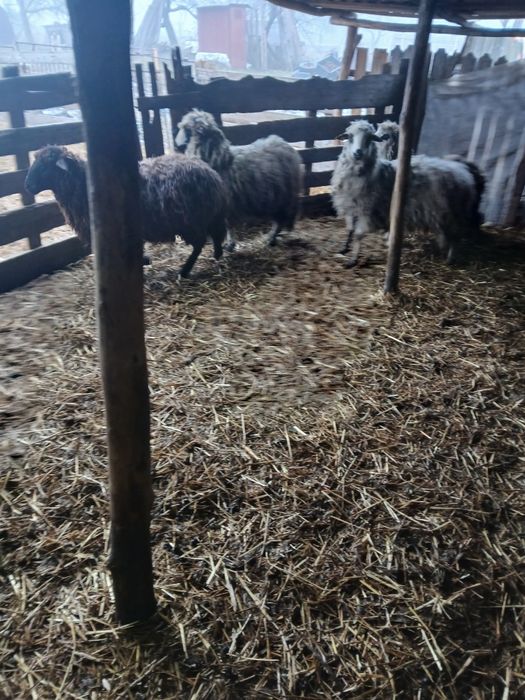 Vând 4 cârlani și 4 oi