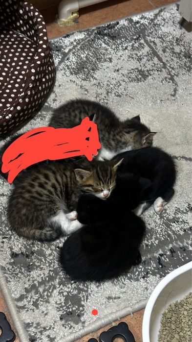 Mishiglar 2 oylik