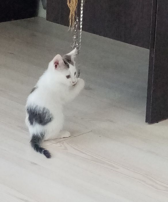 Подарю кисаньку игрунью 1,5 мес.