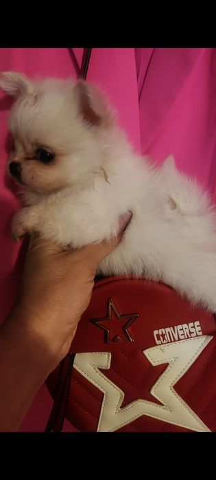 Fetiță pomeranian  toy