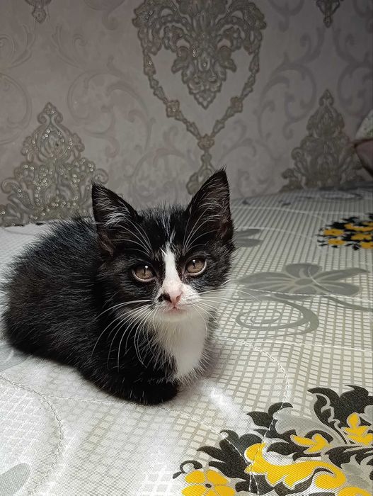Отдам котёнка в хорошие руки мальчик