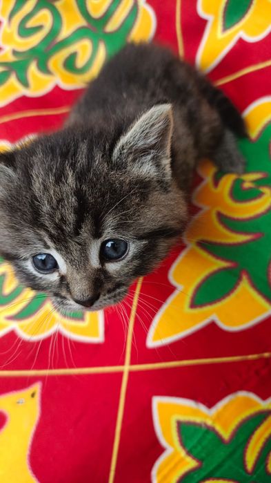 Котята даром .животные
