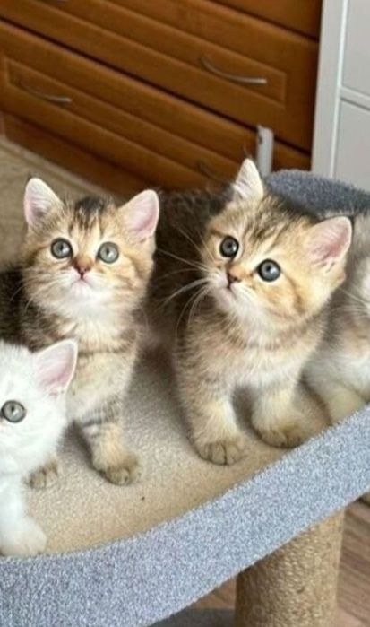 Бриьанские котята шиншиллы золото, мальчики 1.5 мес