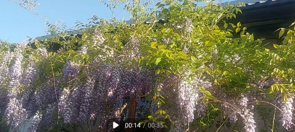 Глициния саженцы