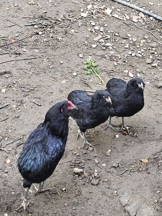 Vand 1 cocos Sussex HD,1 Araucana negruși Rățoi alergătoare indiana potârnichii salbatic