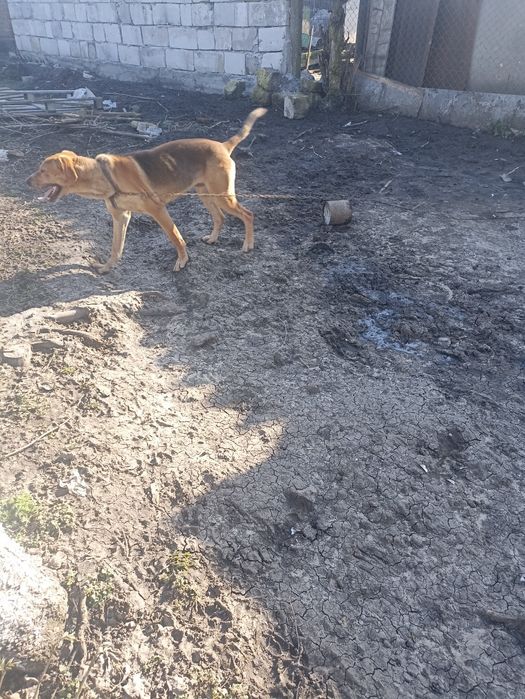 Donez câine Copoi ardelenesc in vâstră de 1 a n