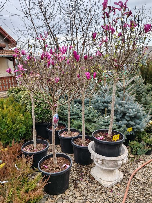 Magnolia la ghiveci nu