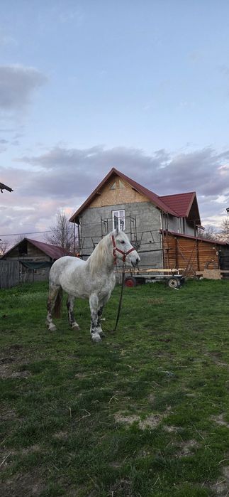 Iapă de vânzare   .
