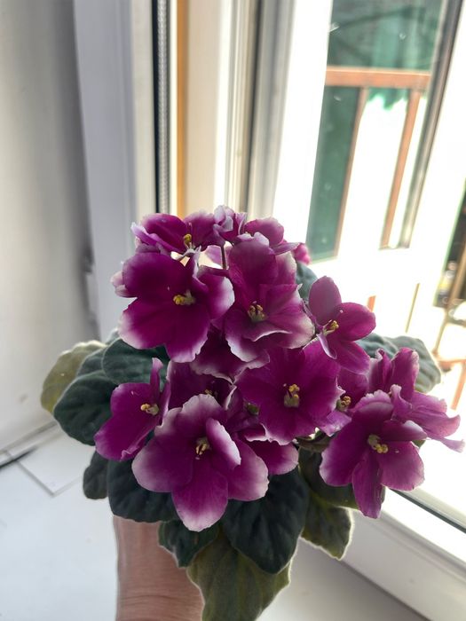 Продам цветущие сортовые фиалки