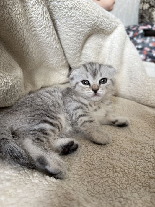 Шотландские котята