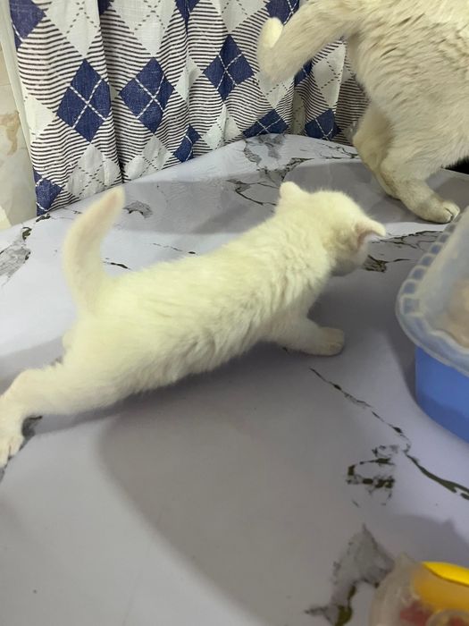 Ангора белая кошка