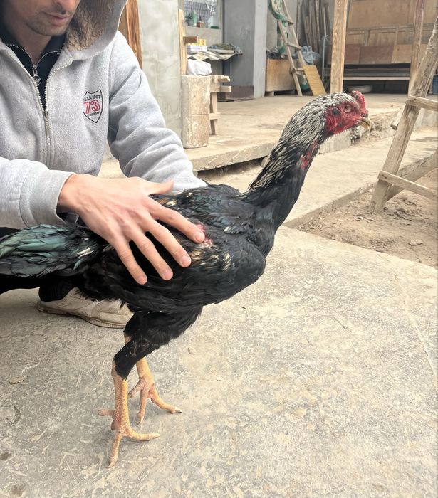 Dakan xo’roz tovuqi bilan birga turk toza