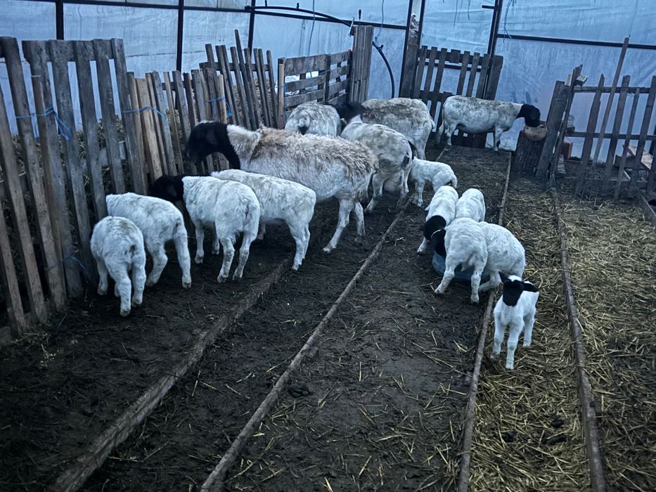 Vând oi Dorper rasă pura,