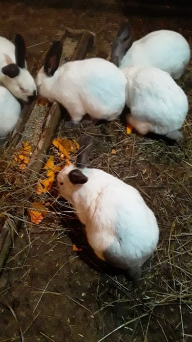 Продам кроликов