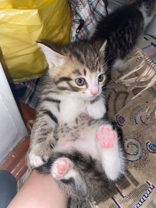 Отдам маленьких котят в  добрые руки.