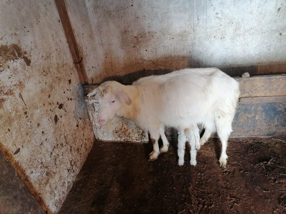 Ешкілер сатылады сауынды ешкілер