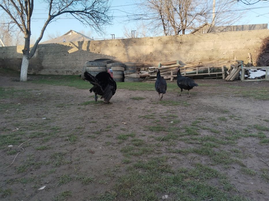 Ундык сатылады  ек мекен мен