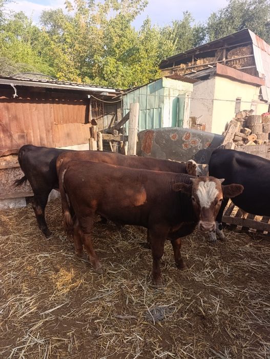 Продам породных бычков.