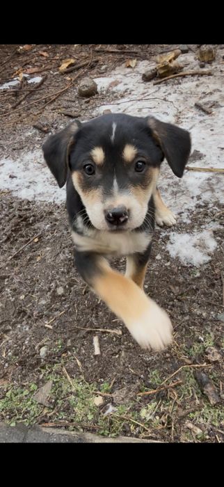 Щеночки бесплатно