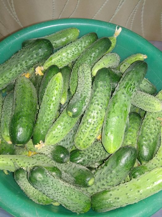Огурцы дачные. вкусные.