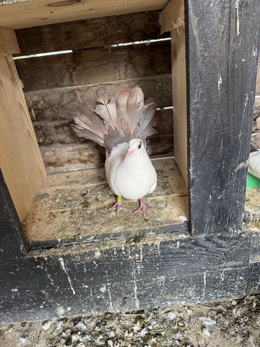 Vand Porumbei voltati