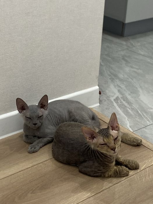 Отдам котят сфинксы