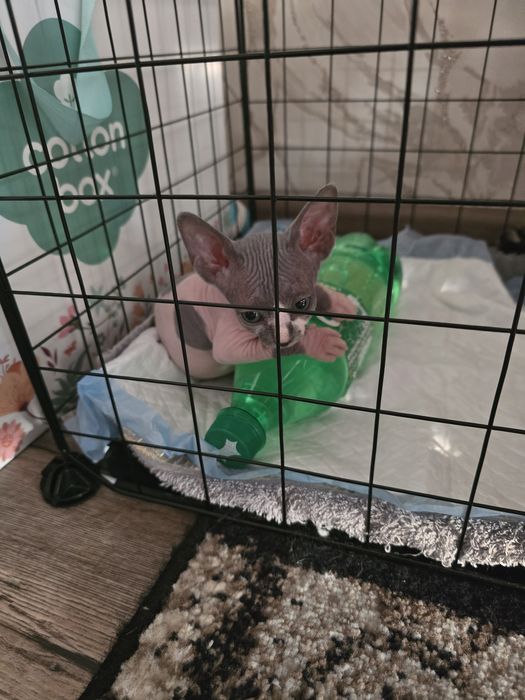 Продам котенка канадского сфинкса