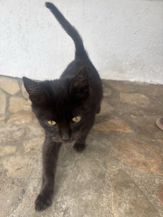 Motănel negru caută o familie iubitoare