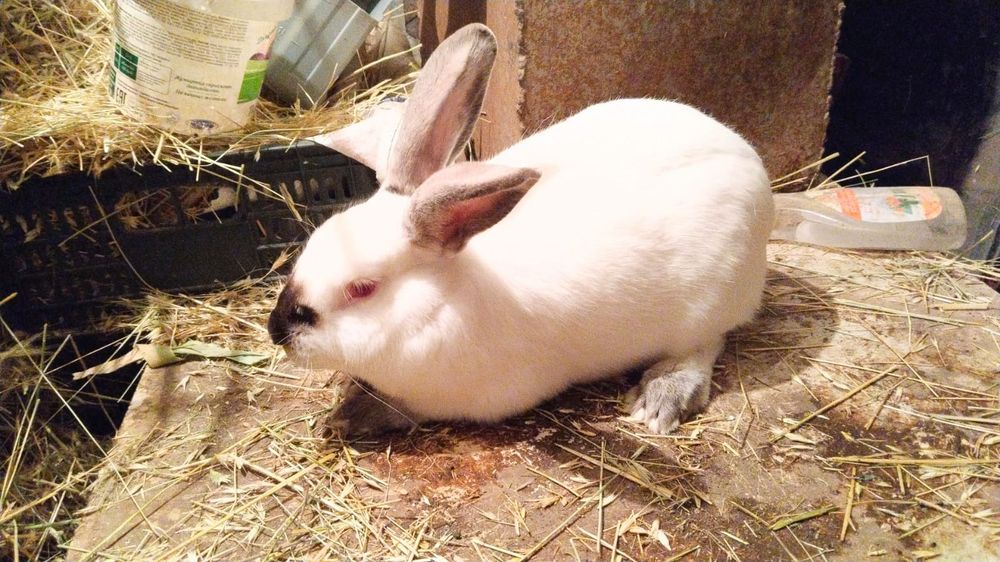 Сатылады ұрғашы и еркегіде бар