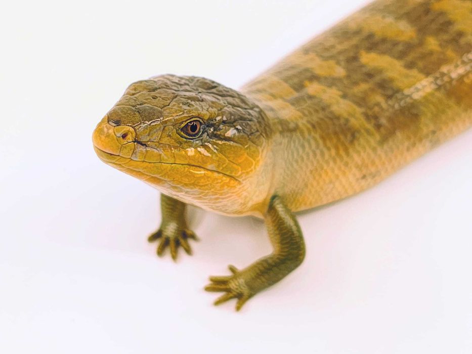 Skink cu limbă albastră (blue tongue skink)