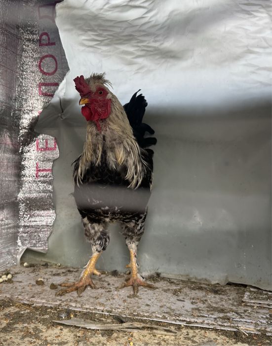 Продам петуха срочно