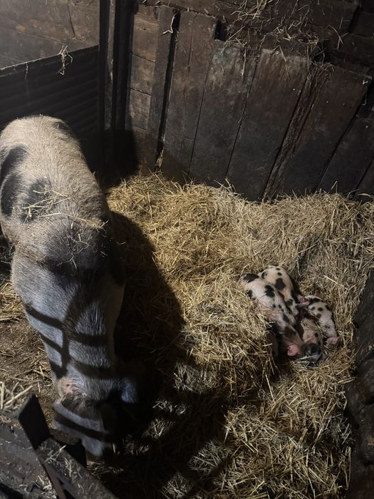 Продам    поросят