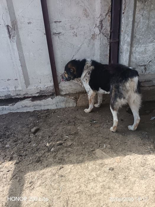 Тобет САО Алабай