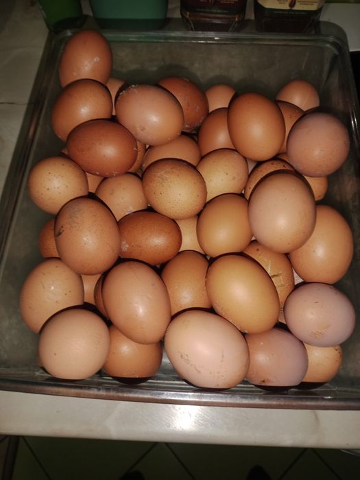 Продам домашнее яйцо